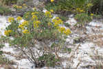 Woody goldenrod